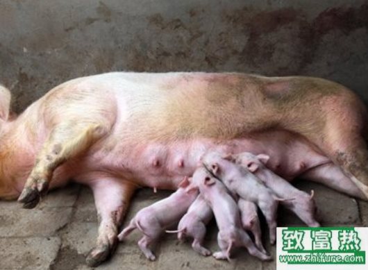 空懷母豬飼料的配制