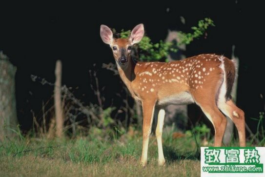 鹿的常見傳染病防治