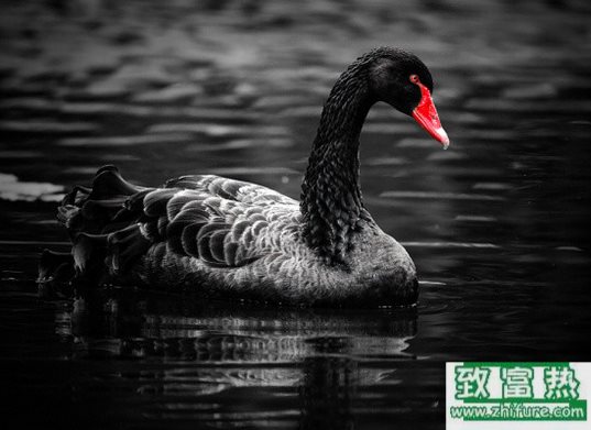 黑天鵝的飼養