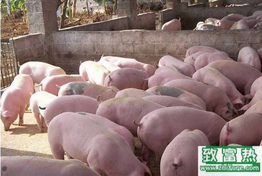 冬季養豬御寒的方法