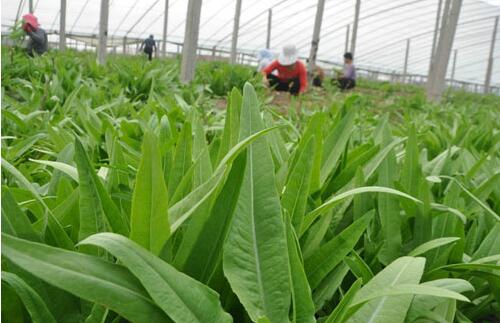 2017種油麥菜賺錢嗎？