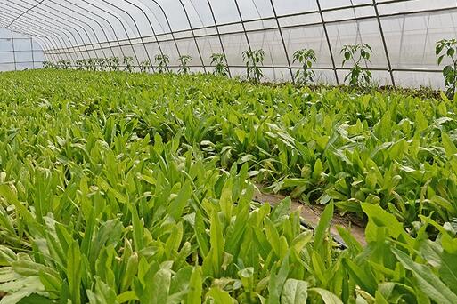 2017種油麥菜前景及市場(chǎng)價(jià)格行情分析