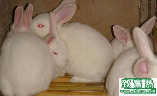 2017養獺兔賺錢嗎？2017獺兔養殖前景及市場價格行情分析