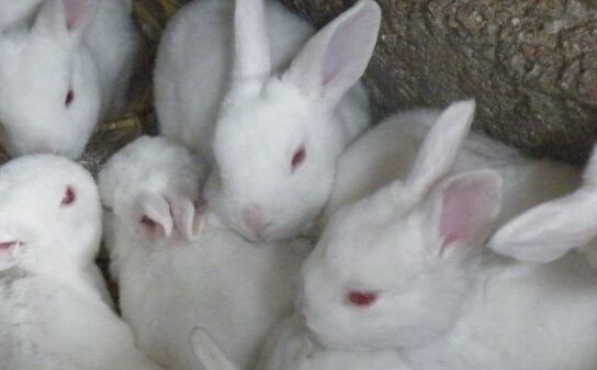 2017養獺兔賺錢嗎?