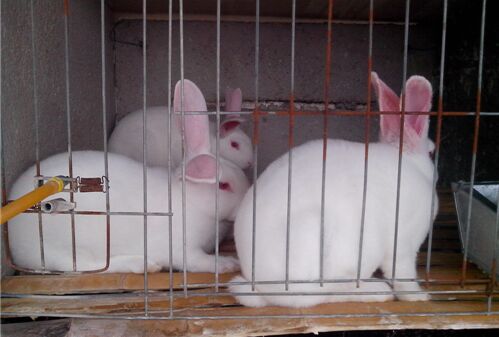 2017養獺兔致富案例