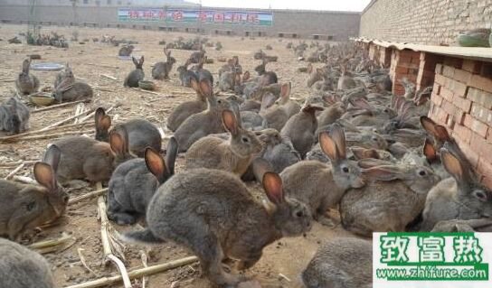 養兔到底賺錢嗎?為什么都說養兔不賺錢?