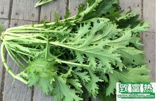 2017種雪菜賺錢嗎？2017種雪菜前景及市場價格行情分析