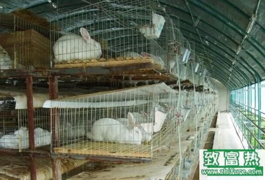 2017養(yǎng)肉兔賺錢嗎？2017肉兔養(yǎng)殖前景及市場價格行情分析