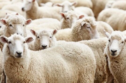 2017養綿羊賺錢嗎？2017綿羊養殖前景及市場價格行情分析
