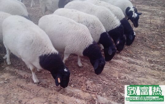 2017養(yǎng)杜泊綿羊賺錢嗎?2017杜泊綿羊養(yǎng)殖前景及市場價格行情分析