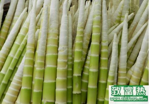 2017種竹筍賺錢嗎?2017種竹筍前景及市場價格行情分析