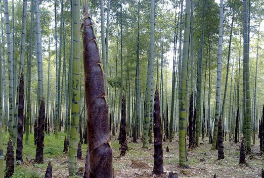 2017種竹筍賺錢嗎?