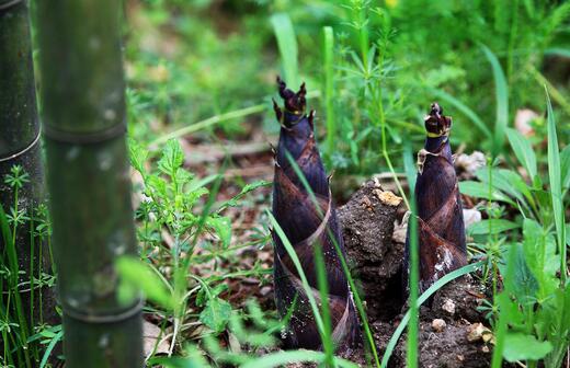 2017種竹筍前景及市場價格行情分析