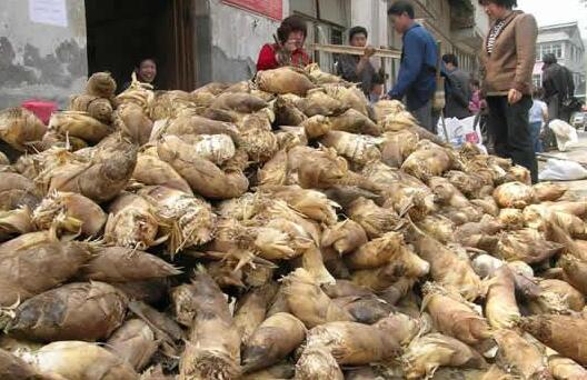 竹筍的栽培技術