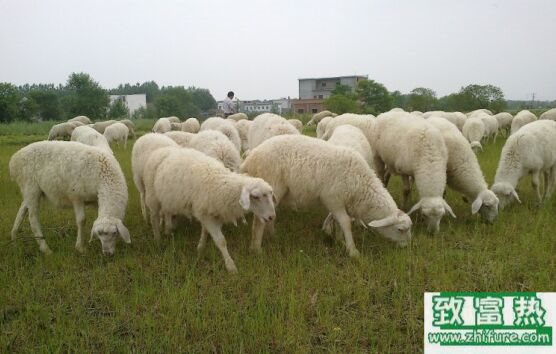 2017養(yǎng)湖羊賺錢(qián)嗎?2017湖羊養(yǎng)殖前景及市場(chǎng)價(jià)格行情分析