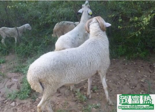 2017養小尾寒羊賺錢嗎?2017小尾寒羊養殖前景及市場價格行情分析