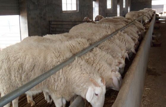 2017養小尾寒羊賺錢嗎?