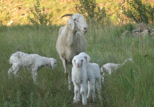 2017小尾寒羊養殖前景及市場價格行情分析