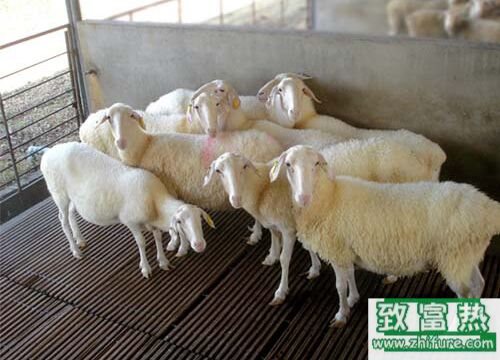 湖羊是什么品種?養(yǎng)湖羊有哪些優(yōu)勢(shì)?