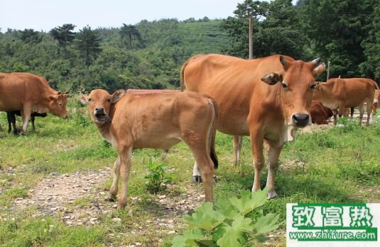 2017養黃牛賺錢嗎?2017黃牛養殖前景及市場價格行情分析