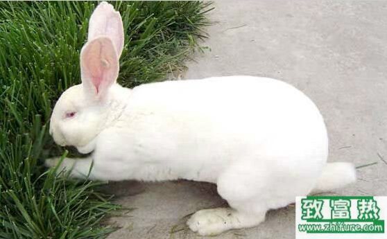 養100只獺兔能賺多少錢？養獺兔的成本和利潤