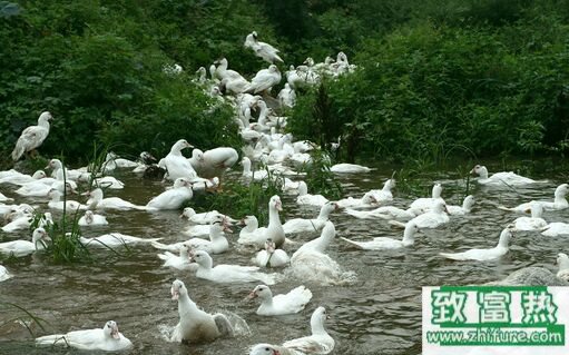 2017養香鶉雁賺錢嗎？2017香鶉雁養殖前景及市場價格行情分析