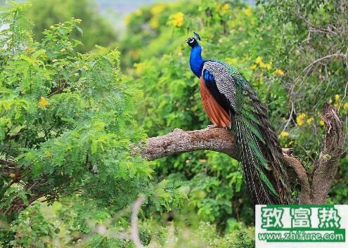 2017養藍孔雀賺錢嗎？2017藍孔雀養殖前景及市場價格行情分析