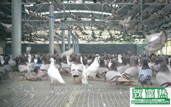 2017養肉鴿賺錢嗎？2017肉鴿養殖前景及市場價格行情分析