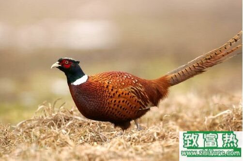 2017養野雞賺錢嗎？2017野雞養殖前景及市場價格行情分析