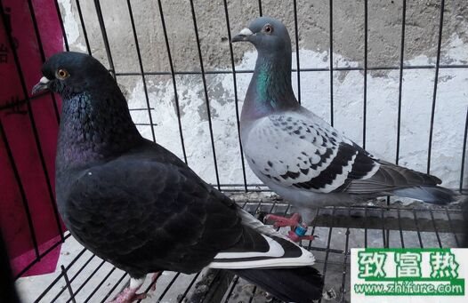 2017養(yǎng)信鴿賺錢嗎？2017信鴿養(yǎng)殖前景及市場(chǎng)價(jià)格行情分析