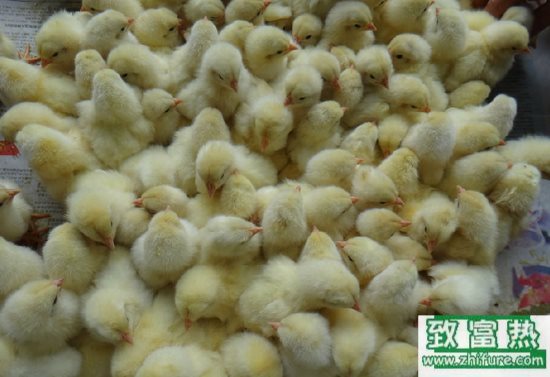 羅曼粉殼蛋雞的飼養