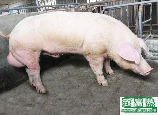 豬流行性感冒的防治