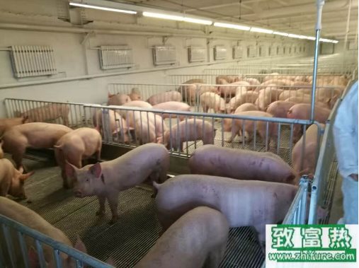 養豬場傳染病不斷發生的主因