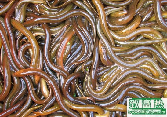 黃鱔養(yǎng)殖的捕捉方法設(shè)備