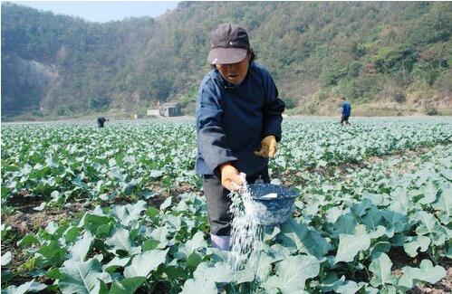 2017種西蘭花賺錢嗎?