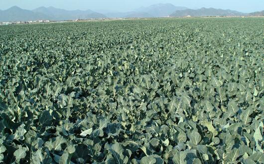 2017種植西蘭花的前景和市場價格行情