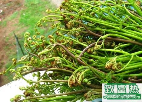 2017種蕨菜賺錢嗎？2017種蕨菜前景及市場價格行情分析