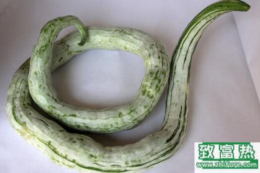 2017種蛇瓜賺錢嗎?2017種蛇瓜前景及市場價格行情分析