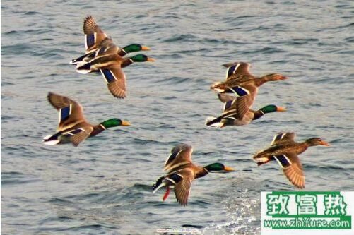 2017養(yǎng)野鴨賺錢嗎？2017野鴨養(yǎng)殖前景及市場(chǎng)價(jià)格行情分析