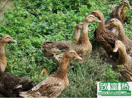 2017養肉鴨賺錢嗎？2017肉鴨養殖前景及市場價格行情分析