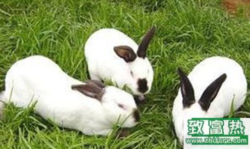 養100只肉兔能賺多少錢?養肉兔的成本和利潤