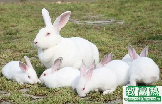 養(yǎng)100只肉兔能賺多少錢?養(yǎng)肉兔的成本和利潤