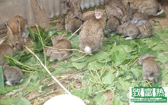 養(yǎng)100只野兔能賺多少錢？養(yǎng)野兔的成本和利潤