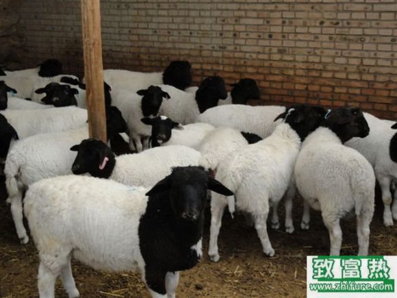 養(yǎng)100只綿羊能賺多少錢?養(yǎng)綿羊的成本和利潤