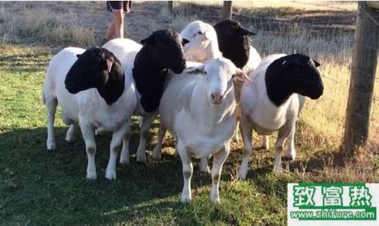 養(yǎng)100只杜泊綿羊能賺多少錢?養(yǎng)杜泊綿羊的成本和利潤