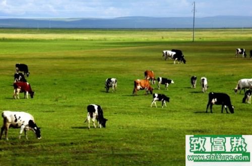 養100頭奶牛能賺多少錢？養奶牛的成本和利潤