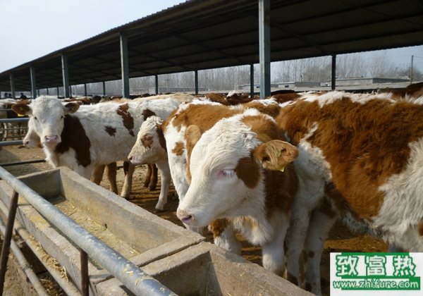 養100頭肉牛能賺多少錢？養肉牛的成本和利潤