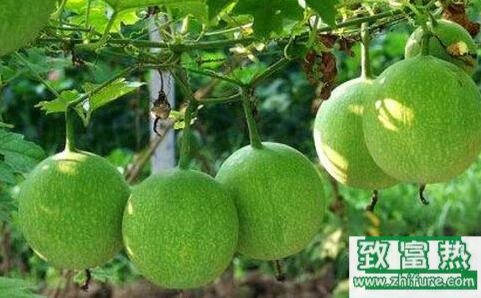 2017種瓜蔞賺錢嗎？2017種瓜蔞前景及市場價格行情分析