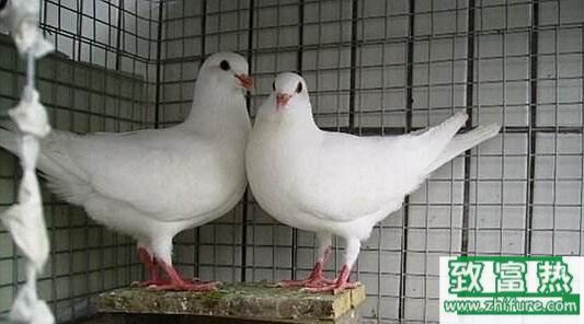 養鴿子的危害