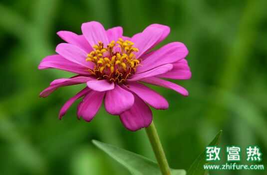 百日草怎么種 百日草的花語